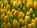 Yellow tulips flowers_ (4)